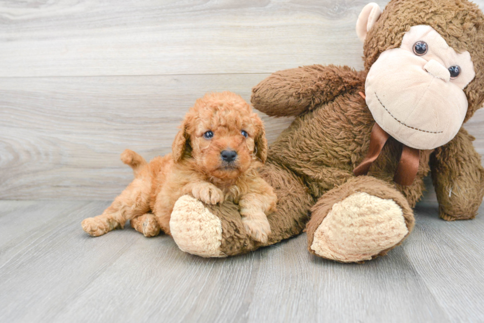 Best Mini Goldendoodle Baby