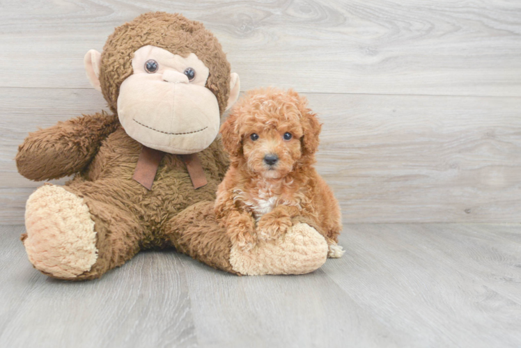 Fluffy Mini Goldendoodle Poodle Mix Pup