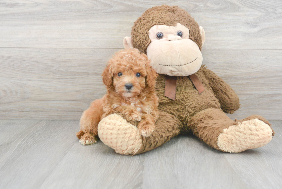 Mini Goldendoodle Pup Being Cute