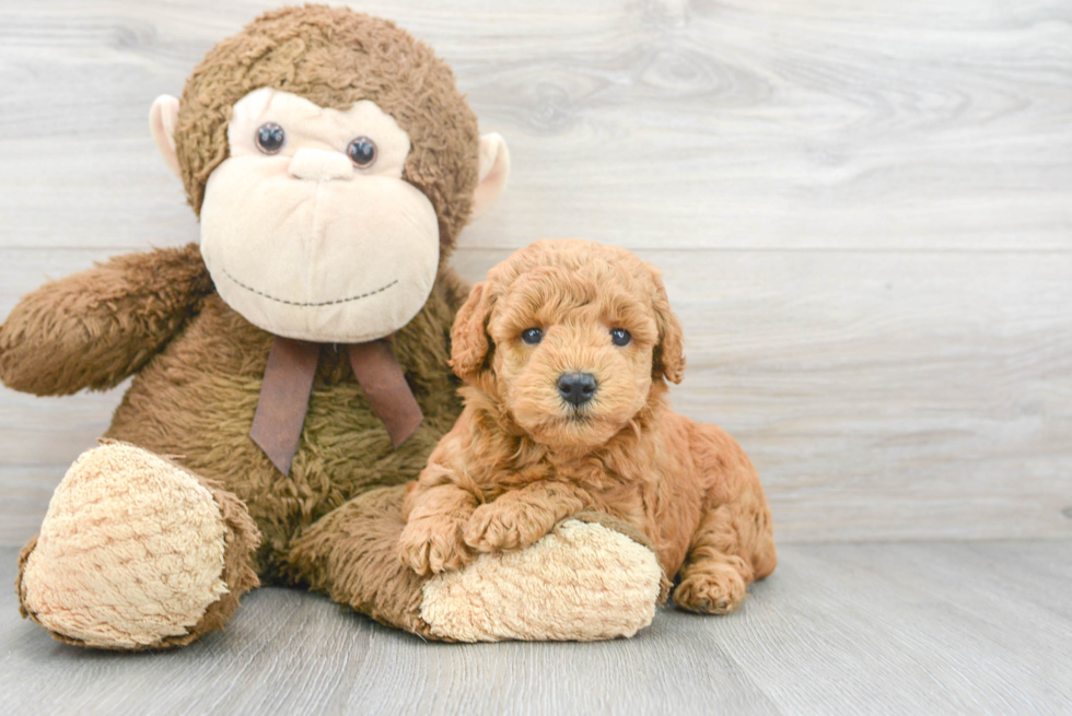 Popular Mini Goldendoodle Poodle Mix Pup