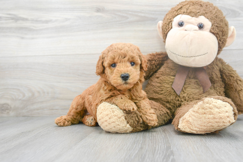 Best Mini Goldendoodle Baby