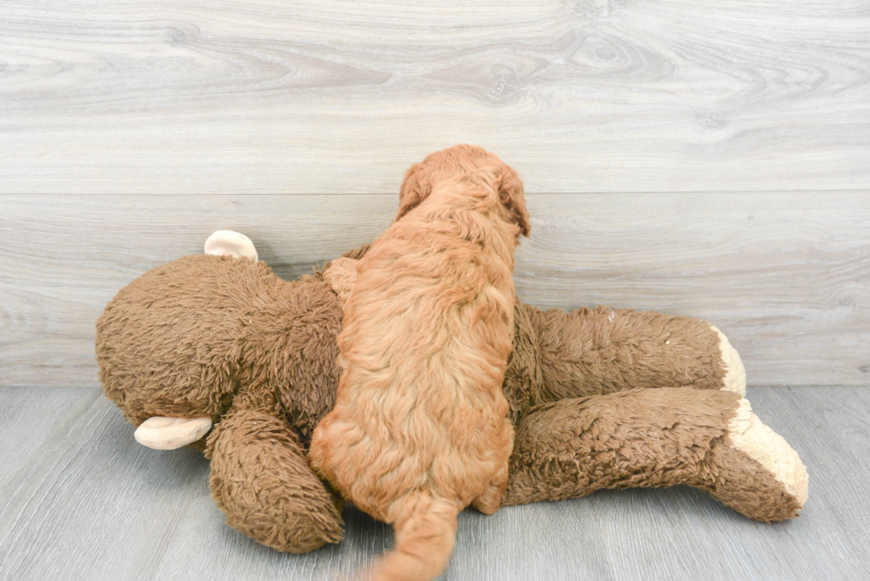 Hypoallergenic Golden Retriever Poodle Mix Puppy