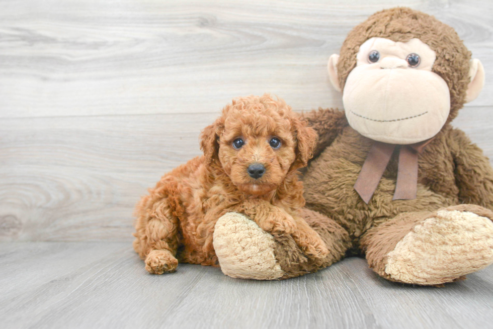 Mini Goldendoodle Puppy for Adoption