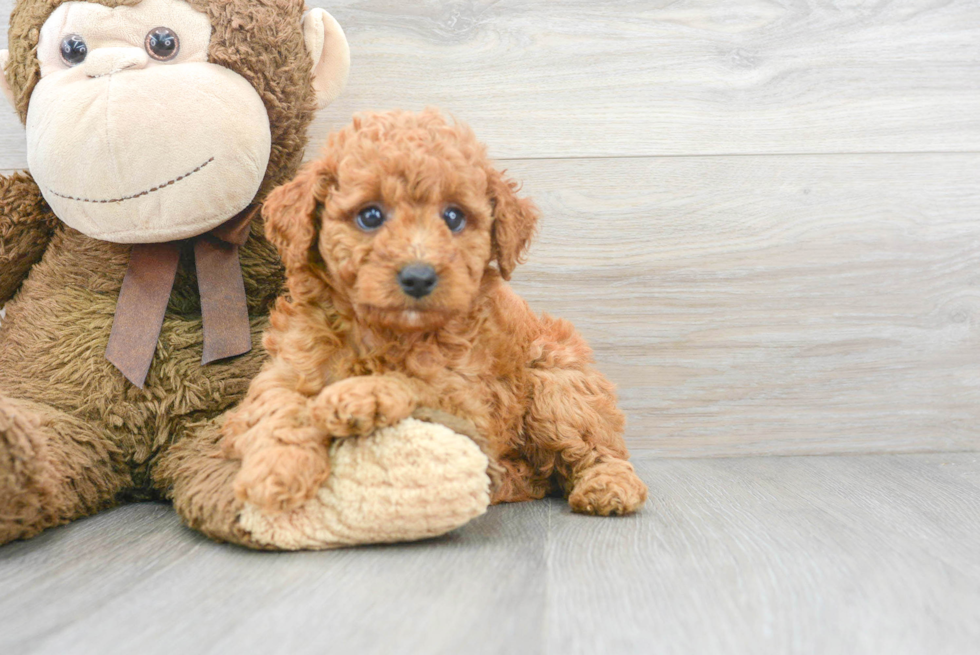 Best Mini Goldendoodle Baby