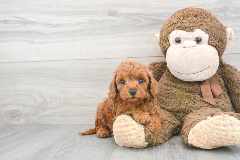 Happy Mini Goldendoodle Baby