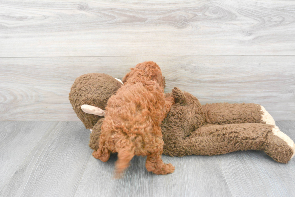 Fluffy Mini Goldendoodle Poodle Mix Pup