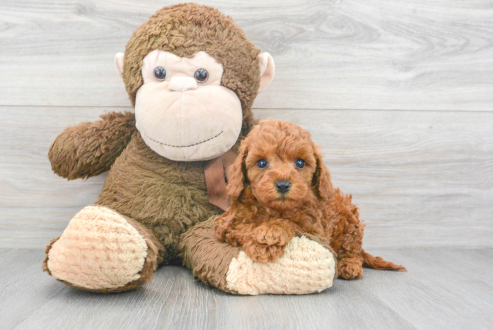 Cute Mini Goldendoodle Baby