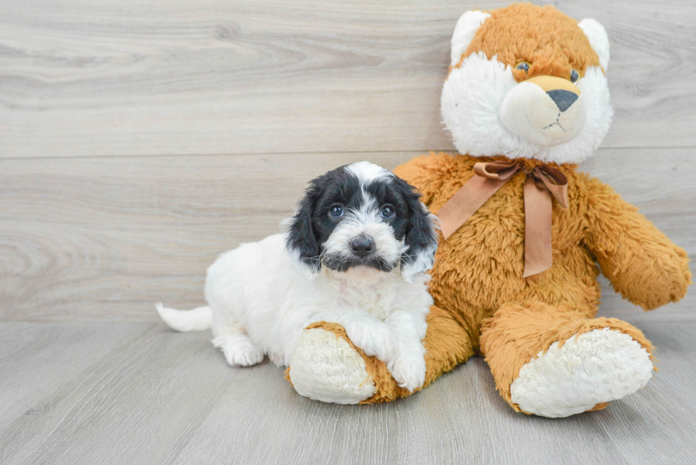 Best Mini Goldendoodle Baby