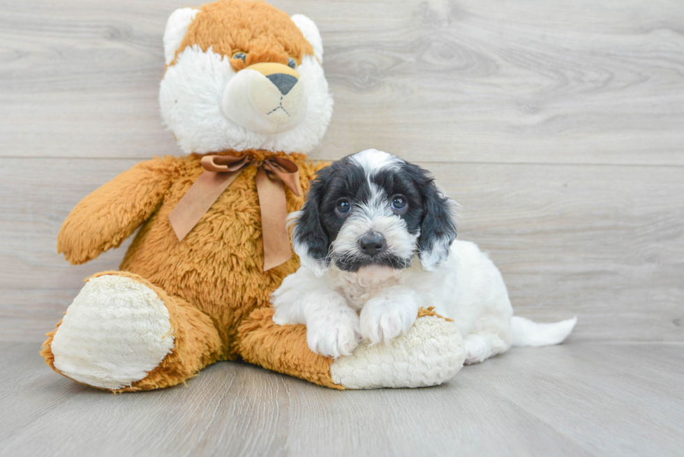 Funny Mini Goldendoodle Poodle Mix Pup