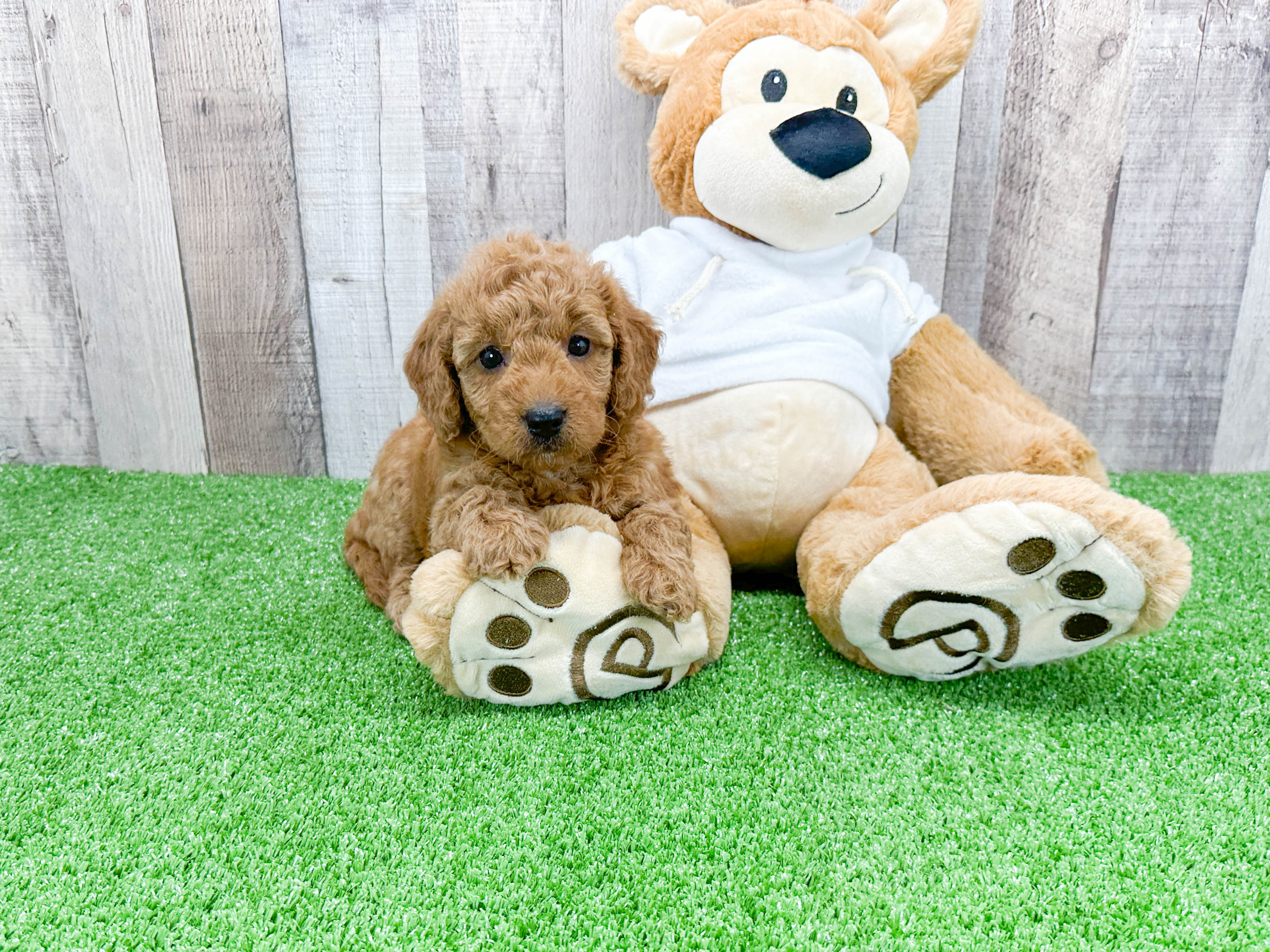 Playful Golden Retriever Poodle Mix Puppy