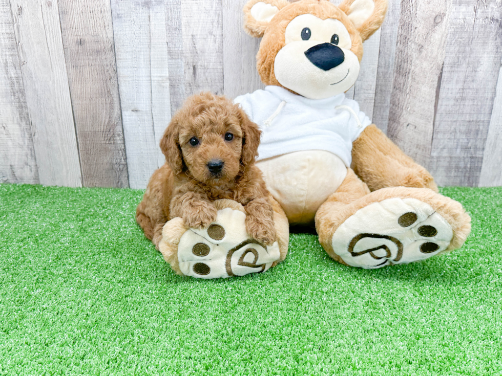 Playful Golden Retriever Poodle Mix Puppy