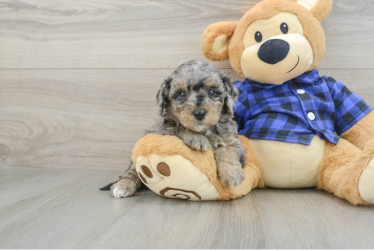 Mini Goldendoodle Pup Being Cute