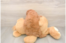 Friendly Mini Goldendoodle Baby