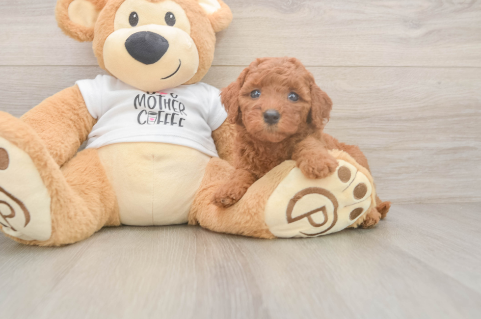 5 week old Mini Goldendoodle Puppy For Sale - Premier Pups