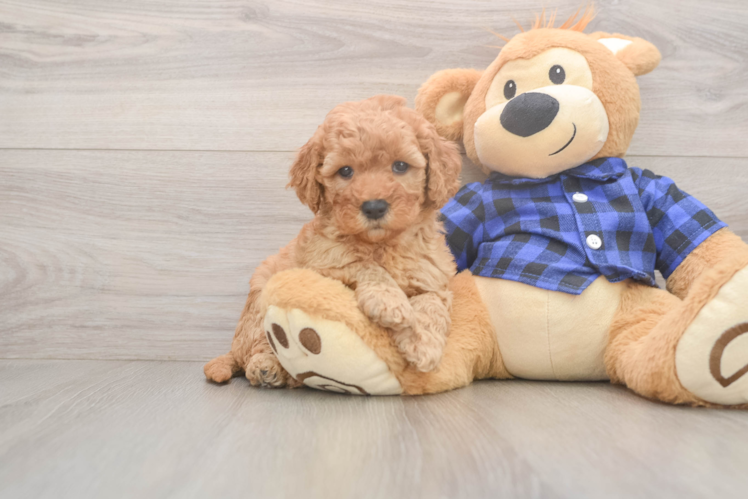 Best Mini Goldendoodle Baby