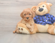 6 week old Mini Goldendoodle Puppy For Sale - Premier Pups