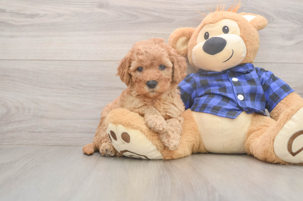 5 week old Mini Goldendoodle Puppy For Sale - Premier Pups