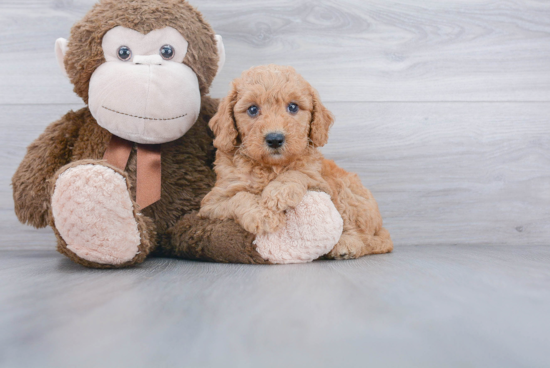 Mini Goldendoodle Pup Being Cute