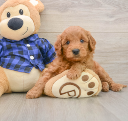 7 week old Mini Goldendoodle Puppy For Sale - Premier Pups