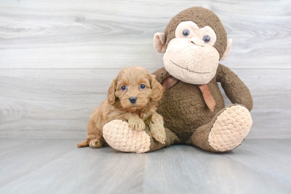 Funny Mini Goldendoodle Poodle Mix Pup