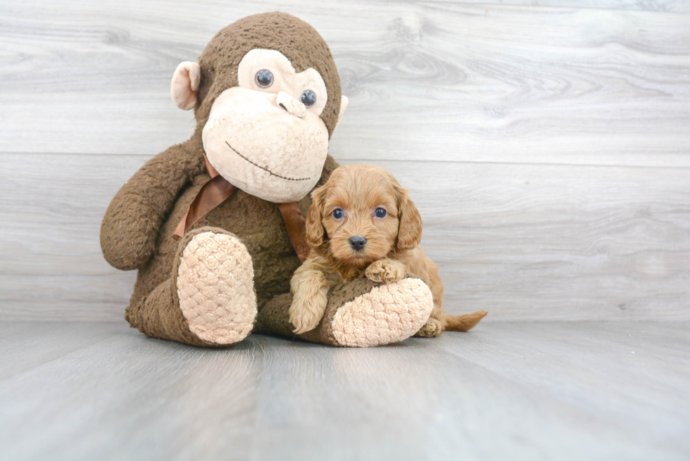 Best Mini Goldendoodle Baby