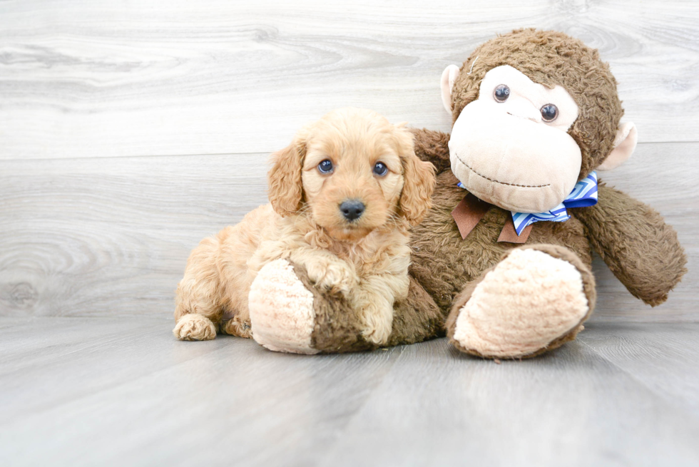 Petite Mini Goldendoodle Poodle Mix Pup