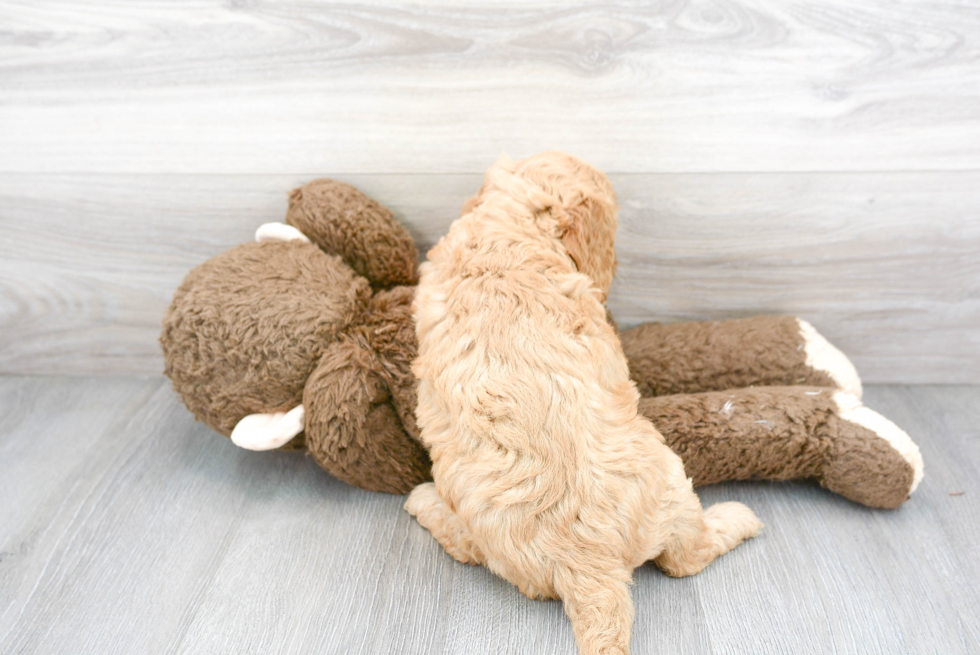 Small Mini Goldendoodle Baby