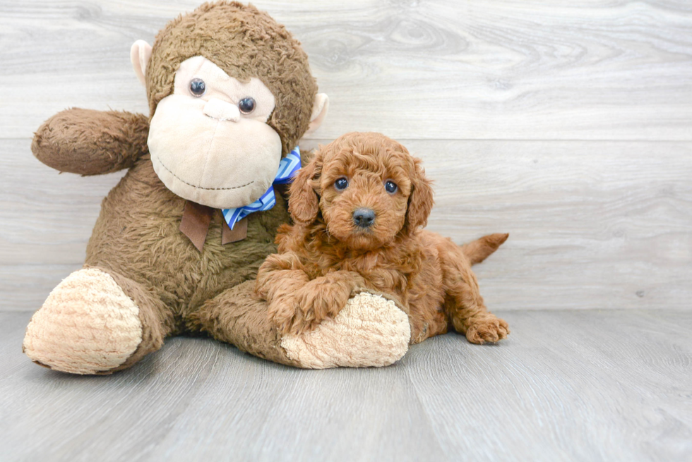 Cute Mini Goldendoodle Poodle Mix Pup