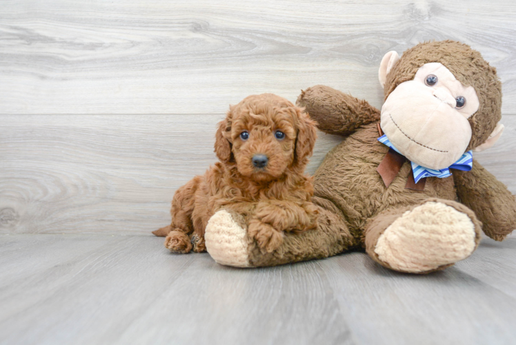 Cute Mini Goldendoodle Poodle Mix Pup