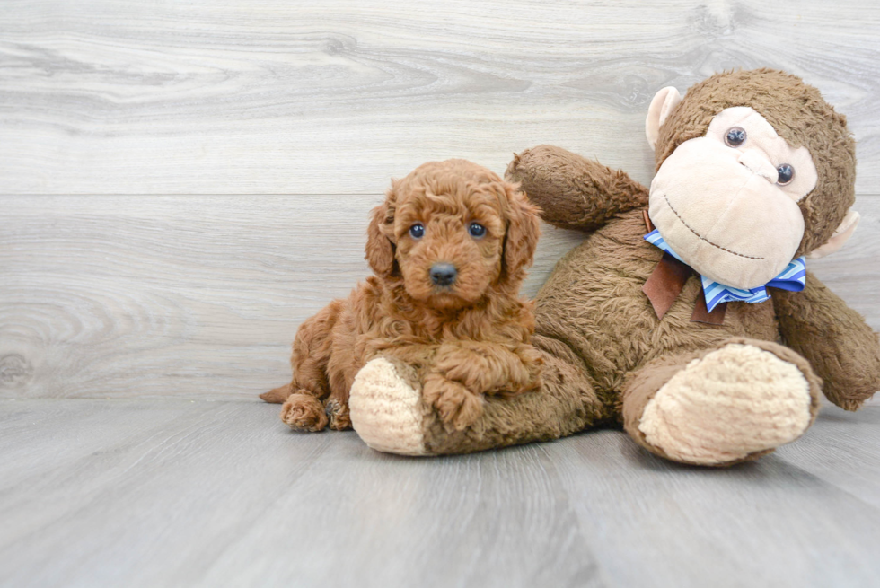 Cute Mini Goldendoodle Poodle Mix Pup