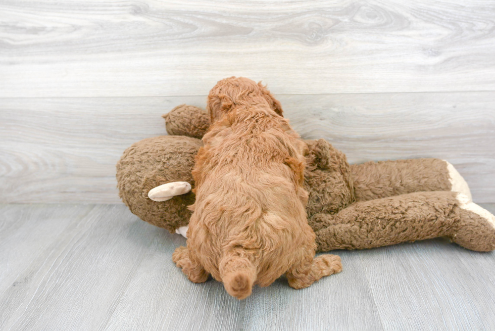 Cute Mini Goldendoodle Baby