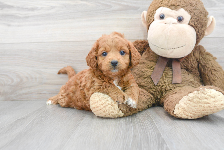 Adorable Golden Retriever Poodle Mix Puppy