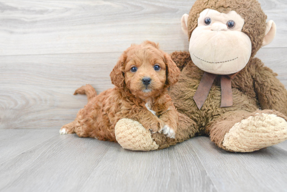 Adorable Golden Retriever Poodle Mix Puppy