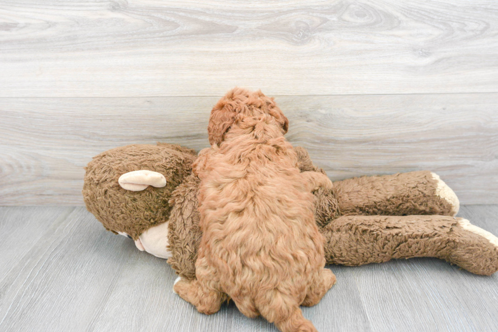 Mini Goldendoodle Puppy for Adoption