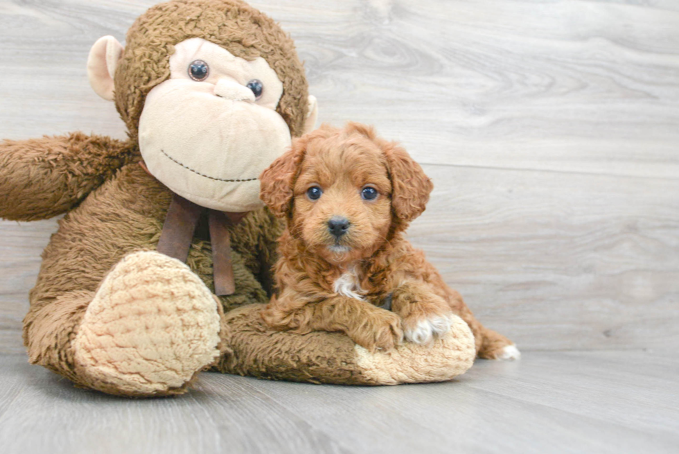 Mini Goldendoodle Puppy for Adoption