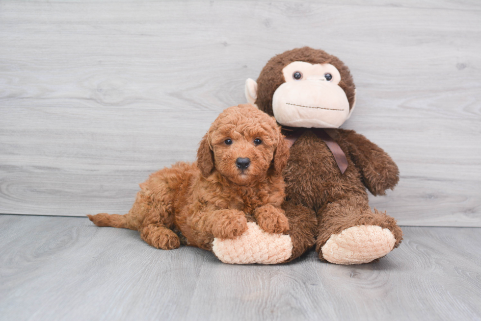 Popular Mini Goldendoodle Poodle Mix Pup