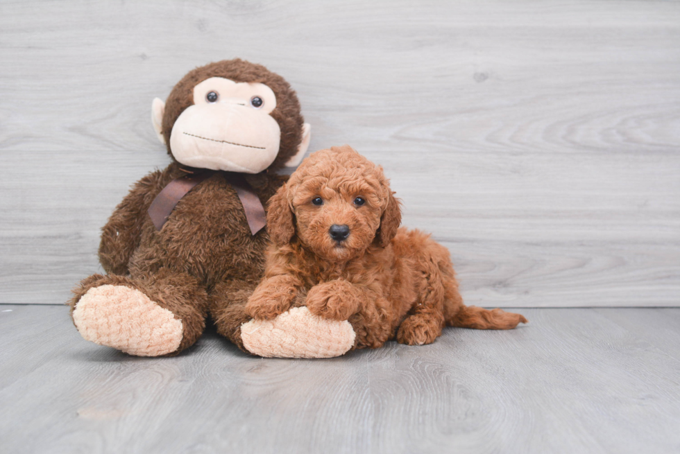 Mini Goldendoodle Puppy for Adoption