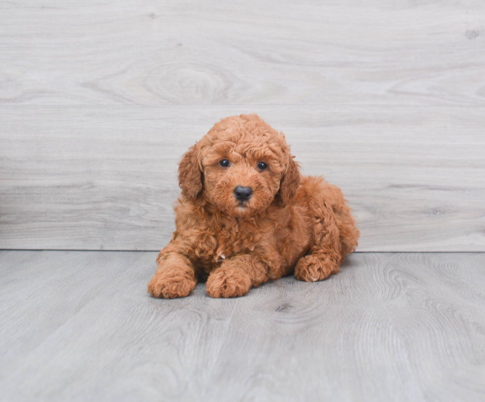 Popular Mini Goldendoodle Poodle Mix Pup