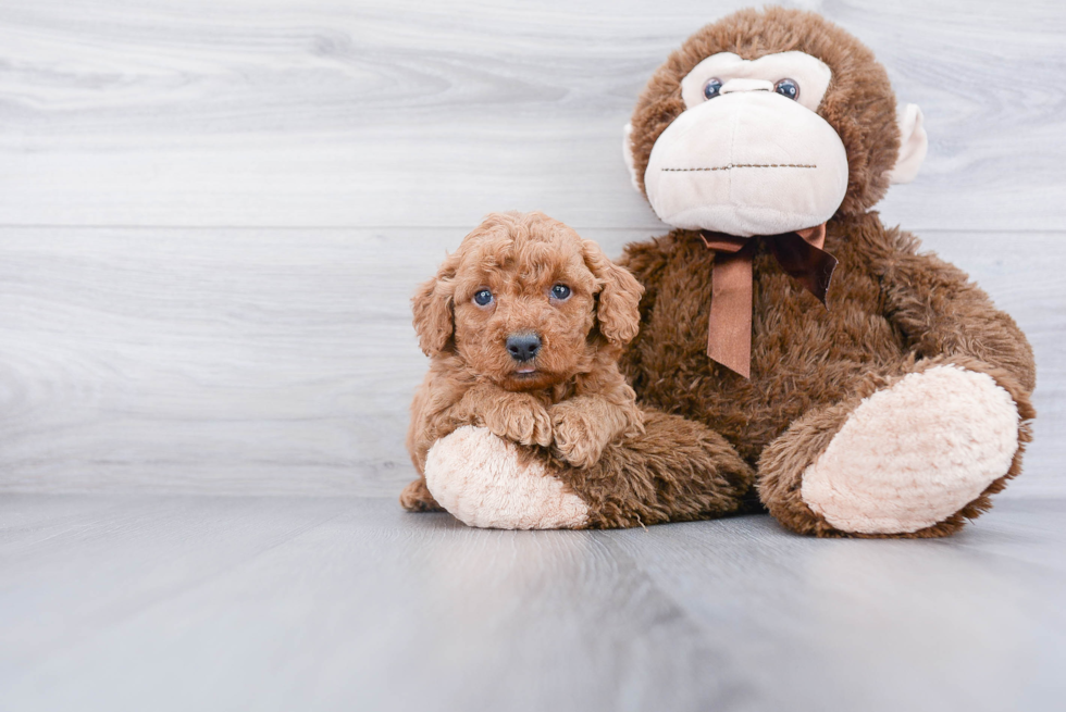 Best Mini Goldendoodle Baby