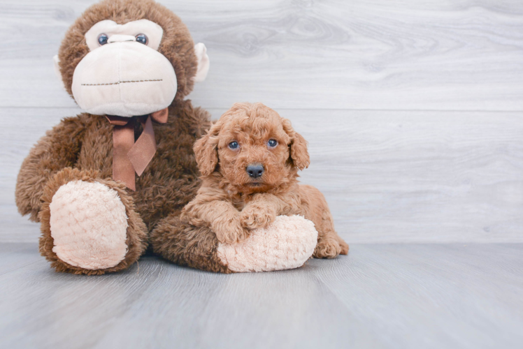 Mini Goldendoodle Puppy for Adoption