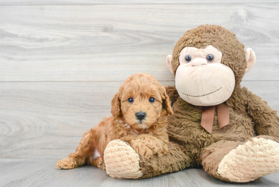 Funny Mini Goldendoodle Poodle Mix Pup