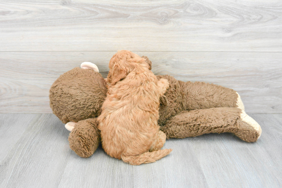 Cute Mini Goldendoodle Baby