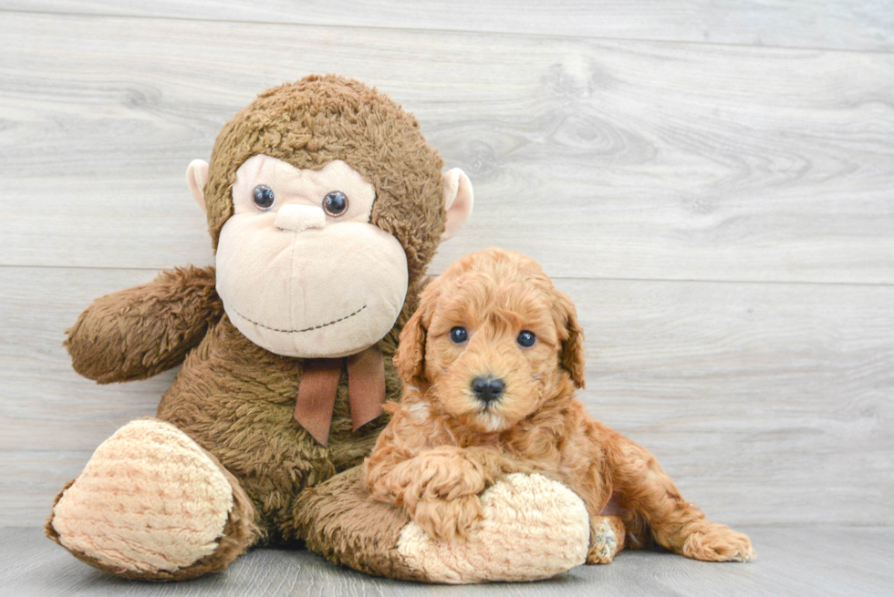 Mini Goldendoodle Puppy for Adoption