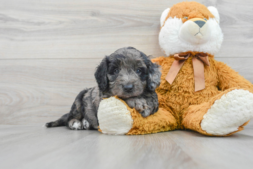 Mini Goldendoodle Pup Being Cute