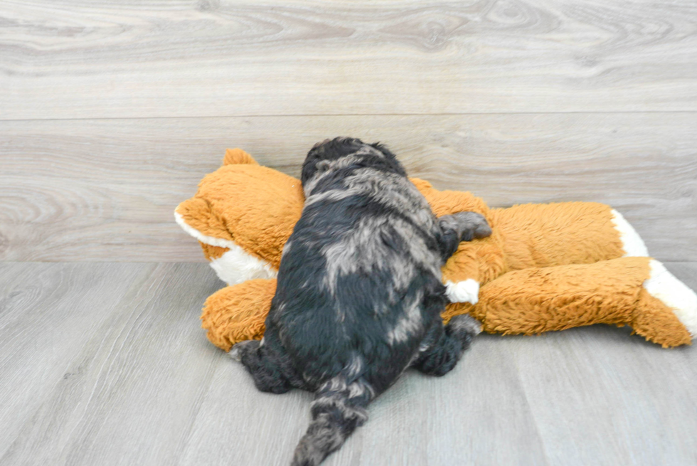 Petite Mini Goldendoodle Poodle Mix Pup