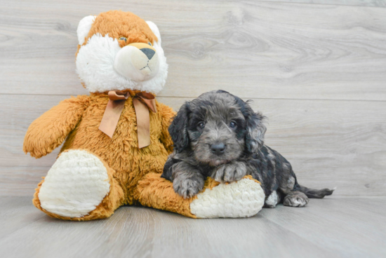 Friendly Mini Goldendoodle Baby