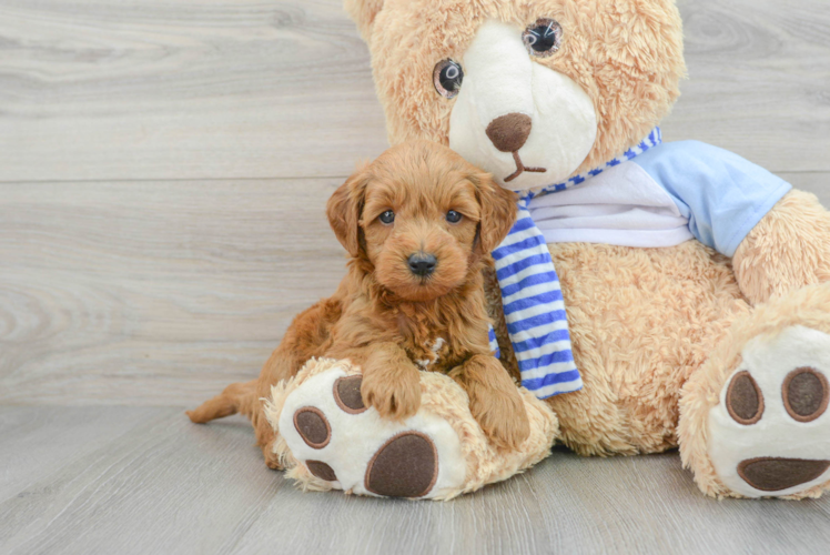 Hypoallergenic Golden Retriever Poodle Mix Puppy