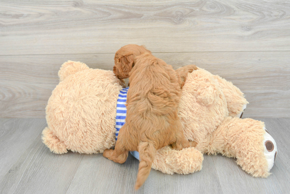 Little Golden Retriever Poodle Mix Puppy