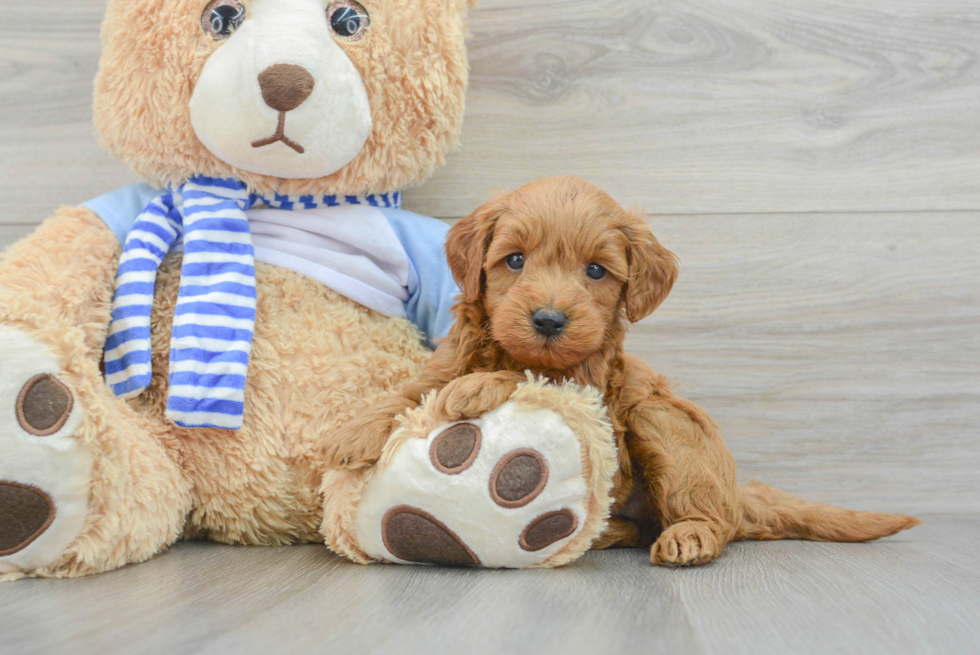 Funny Mini Goldendoodle Poodle Mix Pup