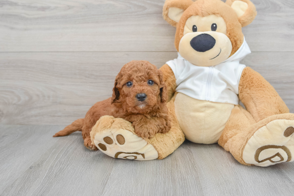 Energetic Golden Retriever Poodle Mix Puppy